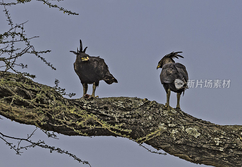 长冠鹰(Lophaetus occipitalis)是一种非洲猛禽。坦桑尼亚恩杜图湖保护区